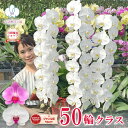 胡蝶蘭 【50輪クラス！】大輪 ファーストクラス 3本立ち 白 白赤 2色 【つぼみ含む】 画像送付あり 各種立札・ラッピング無料！ 最短翌日着 ギフト 蘭 花 お祝い お供え 開店祝い 誕生日祝い 開院祝い 就任祝い 周年祝い