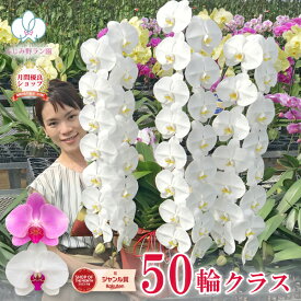 胡蝶蘭 【50輪クラス！】大輪 ファーストクラス 3本立ち 白 白赤 2色 【つぼみ含む】 画像送付あり 各種立札・ラッピング無料！ 最短翌日着 ギフト 蘭 花 お祝い お供え 開店祝い 受章祝 叙勲 誕生日祝い 就任祝い