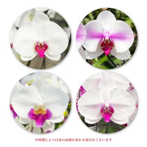 �y12������I�G���g���[�ōő�5,000�|�C���g�o�b�N�z �Ӓ��� ���3�{���� �X�^���_�[�h�N���X 5�F �y30�ֈȏ�ڂ݊܂ށz �摜���t���� �e�헧�D�E���b�s���O�����I �ŒZ������ �M�t�g �� ��