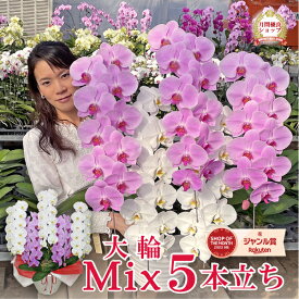 胡蝶蘭 大輪 5本立ち 白とピンクまたはワイン色のミックス 画像送付あり 各種立札・ラッピング無料！ 最短翌日着 ギフト蘭 花 お祝い お供え 開店祝い 就任祝い 誕生日祝い 移転祝い 移転祝い 竣工祝い 供花 当選祝い