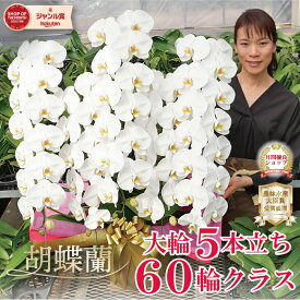 胡蝶蘭 大輪 5本立ち 【60輪以上つぼみ含む】2色 白 ピンク 画像送信あり 蘭 花 画像送付あり 各種立札・ラッピング無料！ 最短翌日着 ギフト お祝い お供え 受章祝 叙勲 開店祝い 就任祝い 誕生日祝い 移転祝い 供花