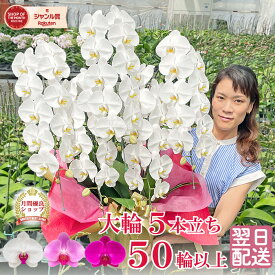 胡蝶蘭 大輪 5本立ち つぼみ含む】 3色 白 ピンク 白赤 画像送付あり 各種立札・ラッピング無料！ 最短翌日着 蘭 ギフト お祝い お供え 開店祝い 就任祝い 誕生日祝い 移転祝い