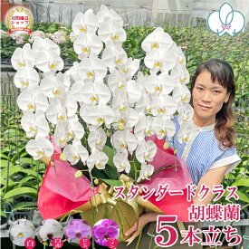 【50輪以上】 胡蝶蘭 大輪 5本立ち 4色 【つぼみ含む】 あす楽 蘭 花 ギフト お祝い お供え 開店祝い 開院祝い 開業祝い 昇進祝い 就任祝い 移転祝い 誕生日祝い 長寿祝い 新築祝い 受章祝い 周年祝い 当選祝い 月間優良ショップ