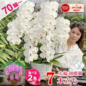 胡蝶蘭 大輪 7本立ち 【70輪以上つぼみ含む】 白 ピンク 縁起の良い7本 画像配信あり 蘭 お祝い お供え 花 ギフト 7周年 開店祝い 受章祝 叙勲 移転祝い お誕生日祝い 就任祝い 落成祝い 竣工祝い 受章祝 叙勲 供花