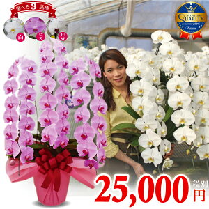 生花 胡蝶蘭 開店祝いの人気商品 通販 価格比較 価格 Com