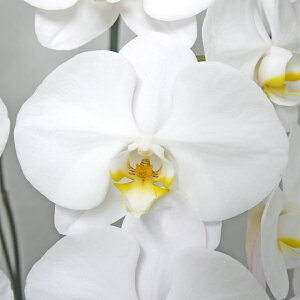 Ӓ  1{ Iׂ5  sN  C CG[   摜t e헧DEbsOI ŒZ Mtg aj j ACj JXj hV̓ J@j