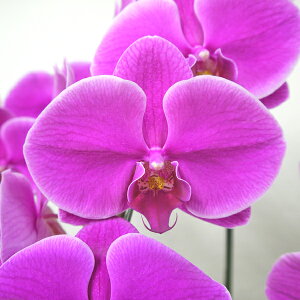 Ӓ  1{ Iׂ5  sN  C CG[   摜t e헧DEbsOI ŒZ Mtg aj j ACj JXj Ε J@j