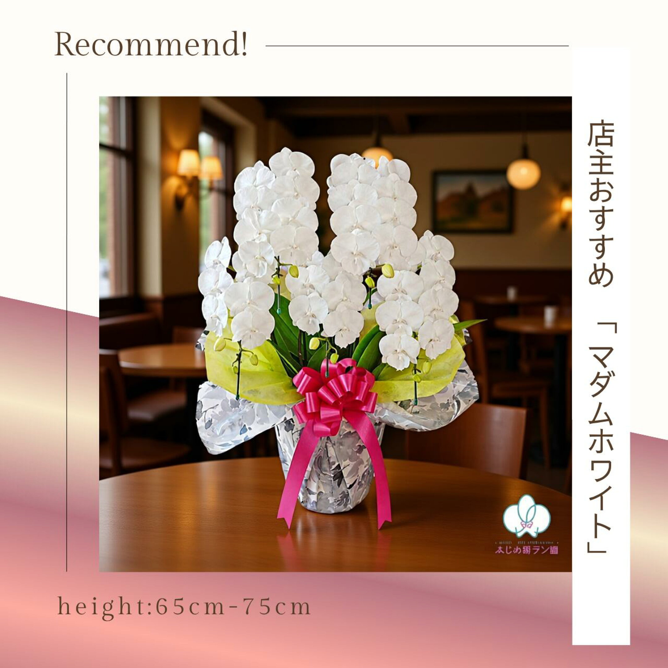 数量限定！純白です。お祝いにもお供えにも。