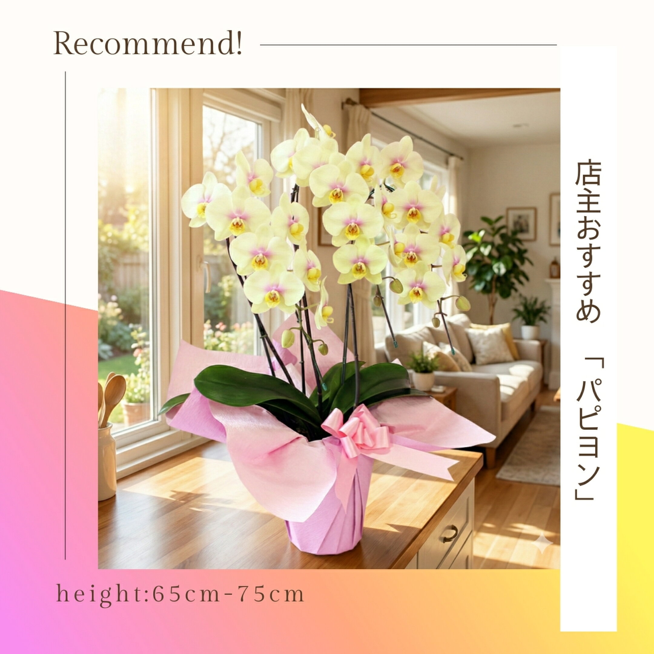 大人気のイエロー胡蝶蘭！販売開始！