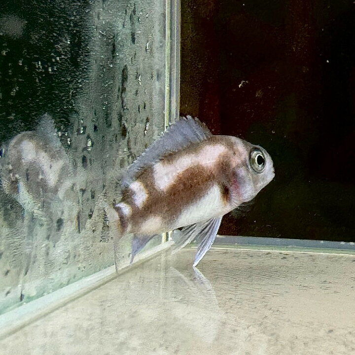 楽天市場】フロントーサ・ブラック・ウィドウ (3cm±) (1匹) 不二熱帯魚 