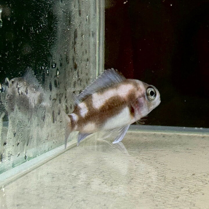 楽天市場】フロントーサ・ブラック・ウィドウ (3cm±) (1匹) 不二熱帯魚 