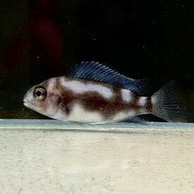 フロントーサ・ブラック・ウィドウ (5cm±) (1匹) 不二熱帯魚 アフリカンシクリッド 熱帯魚 淡水魚 生体