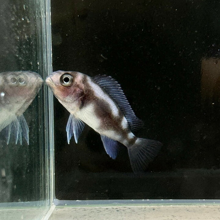 楽天市場】フロントーサ・ブラック・ウィドウ (3cm±) (1匹) 不二熱帯魚 