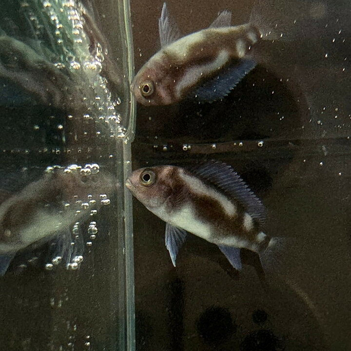 楽天市場】フロントーサ・ブラック・ウィドウ (3cm±) (1匹) 不二熱帯魚 