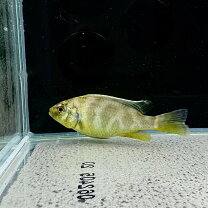 楽天市場】アフリカンシクリッド（観賞魚｜熱帯魚・アクアリウム 