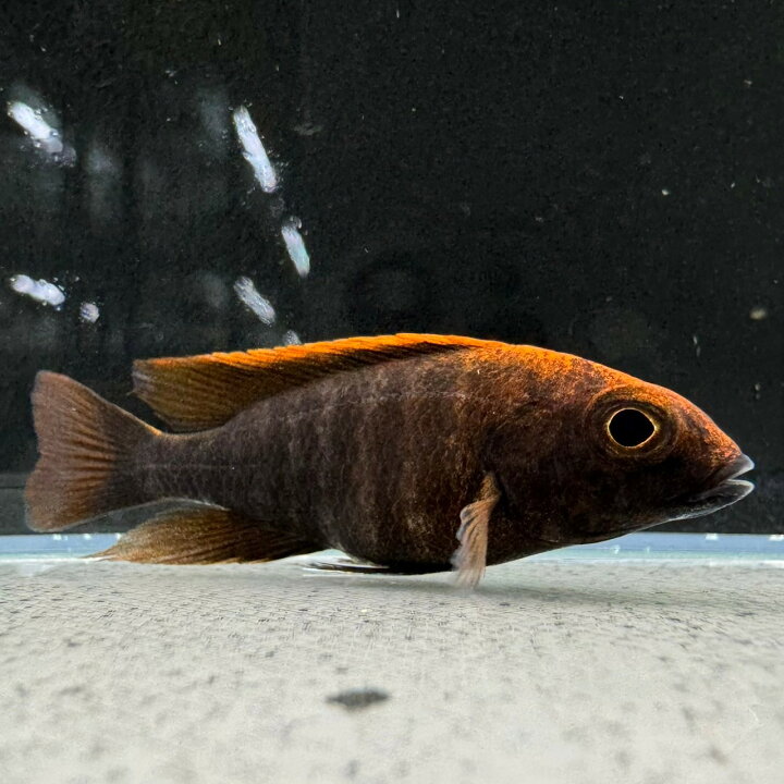 楽天市場】アウロノカラ・マイランディ (5cm±) (1匹) 不二熱帯魚 