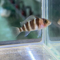楽天市場】フロントーサ（観賞魚｜熱帯魚・アクアリウム）：ペット 