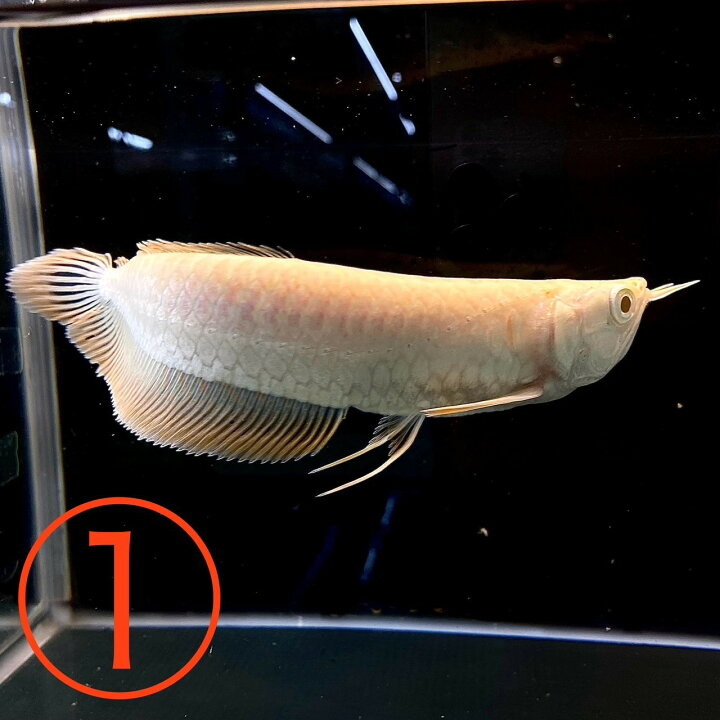 楽天市場】特価品 アルビノシルバーアロワナ (40cm±) (1匹) 不二熱帯魚  