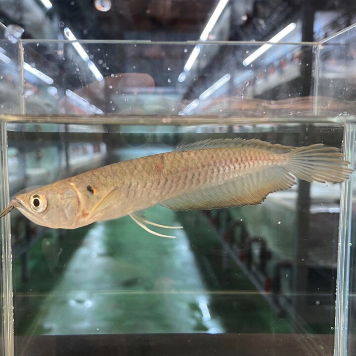 楽天市場】シルバーアロワナ (11cm±) (1匹) 不二熱帯魚 熱帯魚 淡水魚 