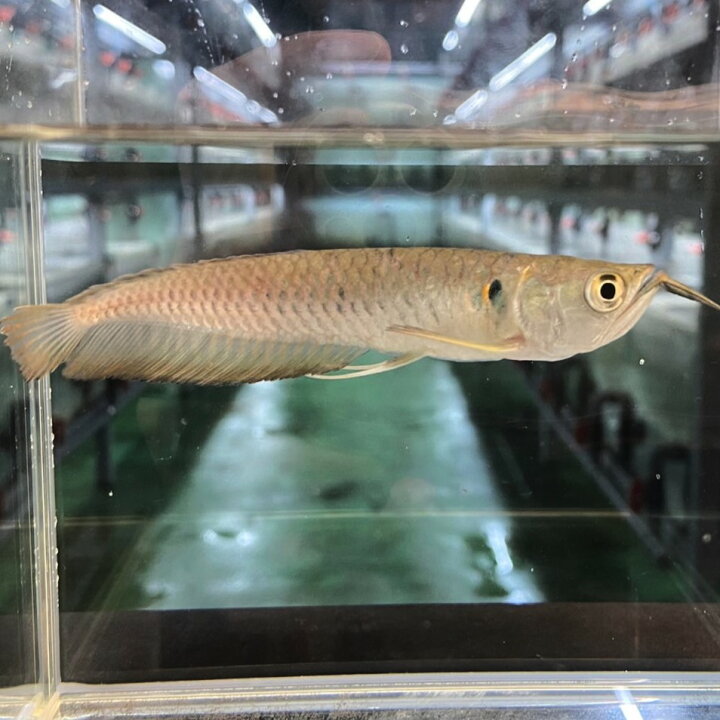 楽天市場】シルバーアロワナ (11cm±) (1匹) 不二熱帯魚 熱帯魚 淡水魚 
