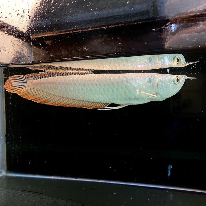 楽天市場】シルバーアロワナ (30cm±) (1匹) 不二熱帯魚 熱帯魚 淡水魚 