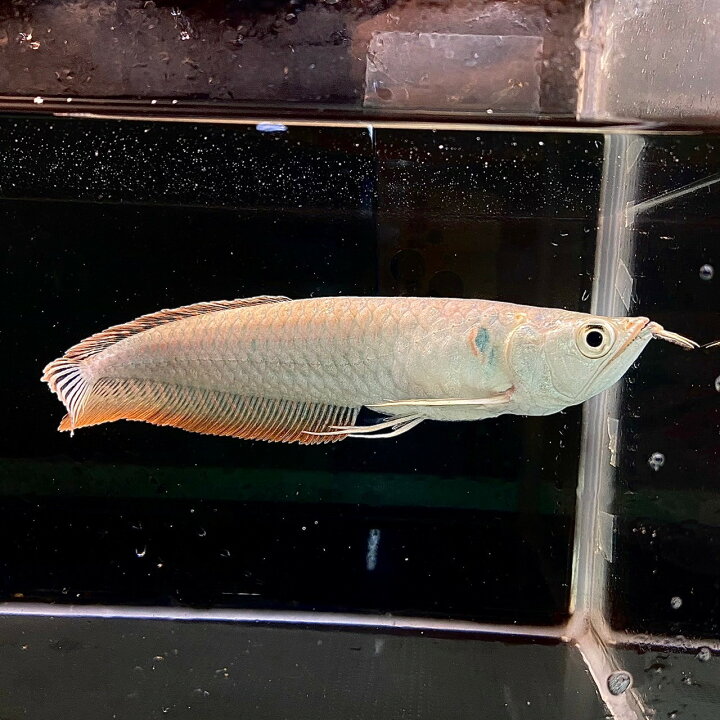 楽天市場】シルバーアロワナ (20cm±) (1匹) 不二熱帯魚 熱帯魚 淡水魚 