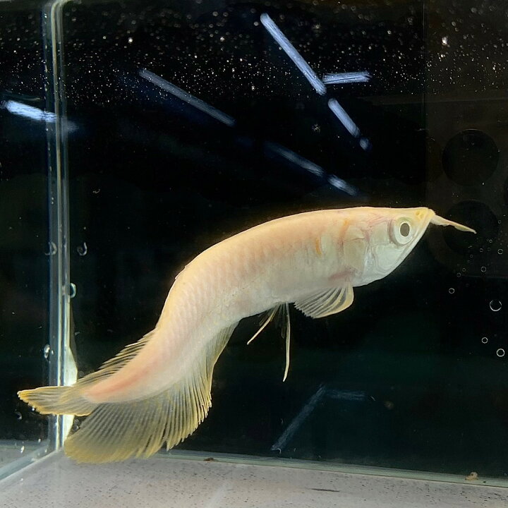 楽天市場】【死着保証あり】アルビノシルバーアロワナ (12cm±) (1匹 