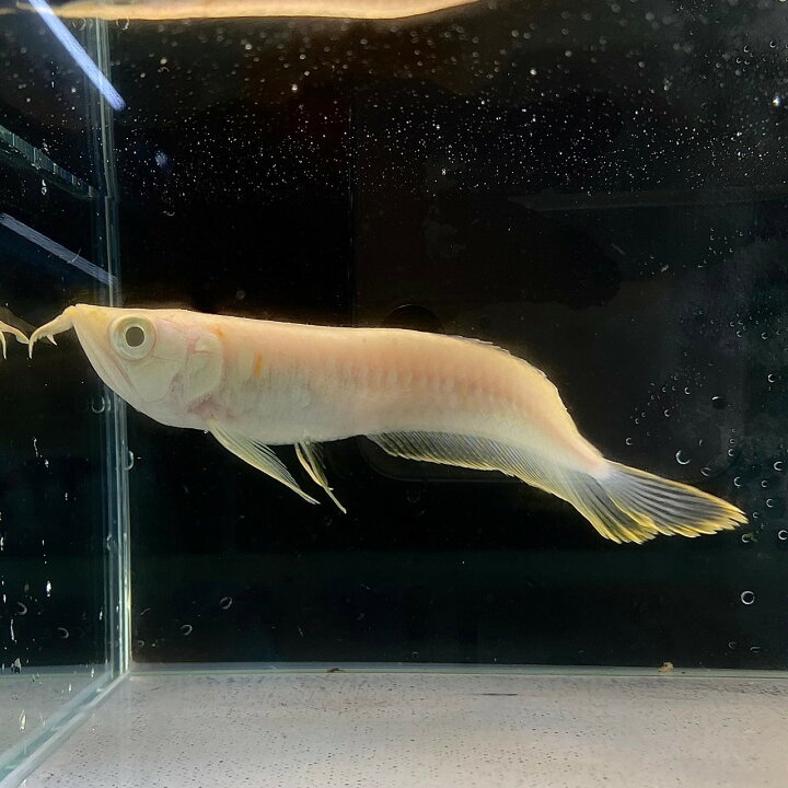 楽天市場】【死着保証あり】アルビノシルバーアロワナ (12cm±) (1匹 
