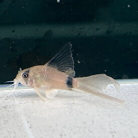 コリドラス・パンダベールテール (Mサイズ) (5匹) 不二熱帯魚 　熱帯魚 コリドラス 淡水魚 初心者向け 人気種 定番 熱帯魚定番 生体