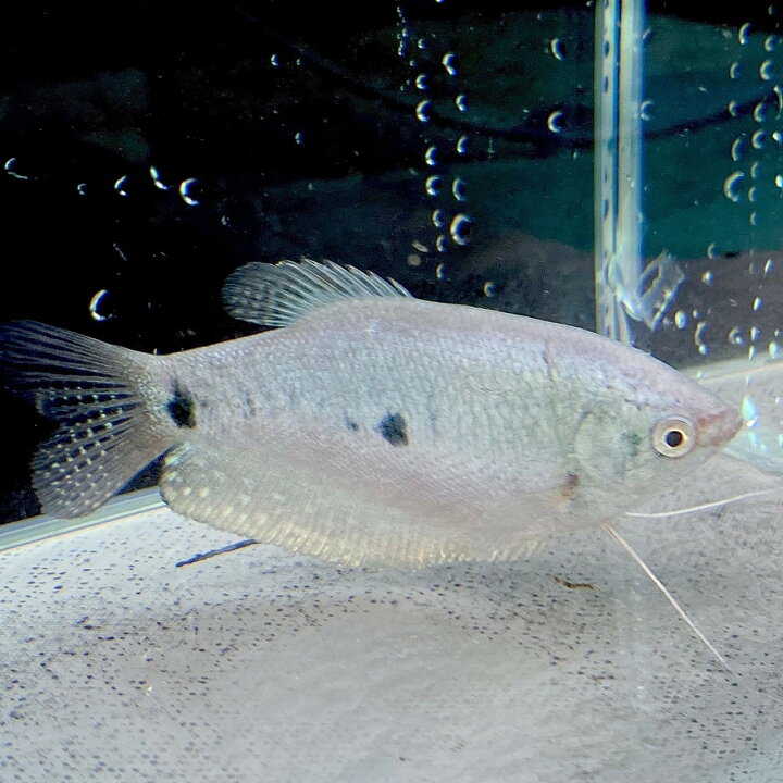 楽天市場】ブルー・グラミー (Mサイズ) (3匹) 不二熱帯魚 熱帯魚 