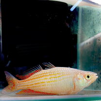 楽天市場】ピラニア ナッテリー（熱帯魚・アクアリウム｜ペット 