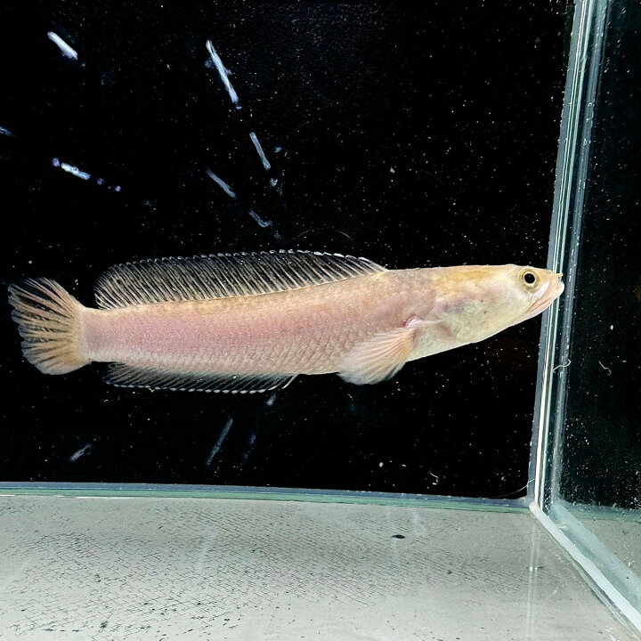 楽天市場】チャンナプルクラ ゴールデン (20cm±) (1匹) 不二熱帯魚 