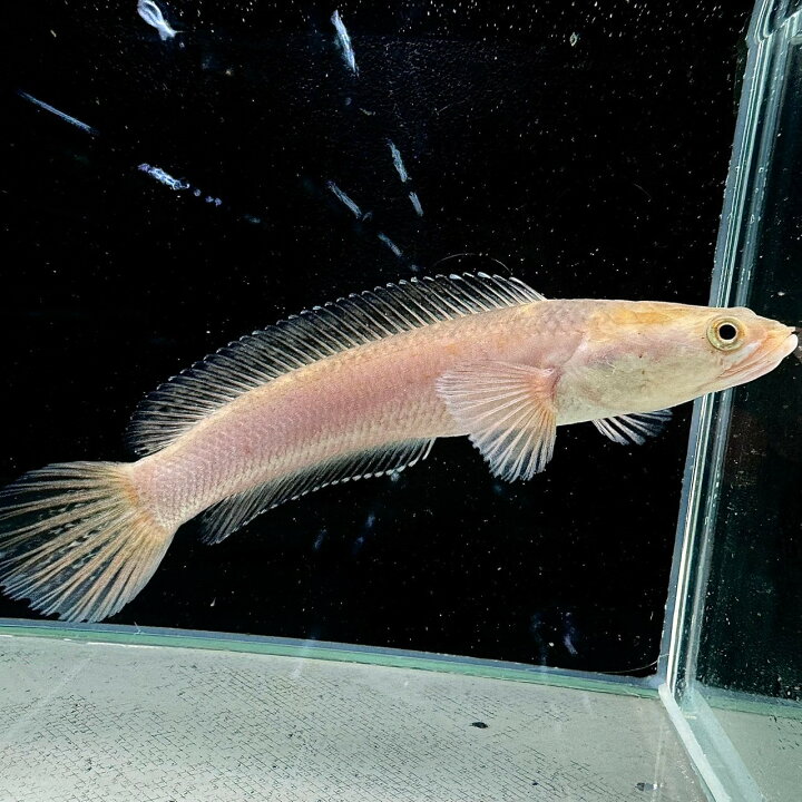 楽天市場】チャンナプルクラ ゴールデン (20cm±) (1匹) 不二熱帯魚 