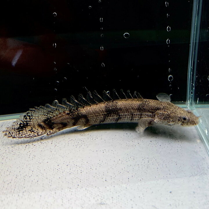 楽天市場】ポリプテルス・エンドリケリー (20cm±) (1匹) 不二熱帯魚 