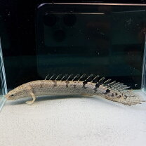 楽天市場】ポリプテルスの通販