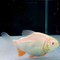 楽天市場】コロソマ 飼育（熱帯魚・アクアリウム｜ペット・ペット 