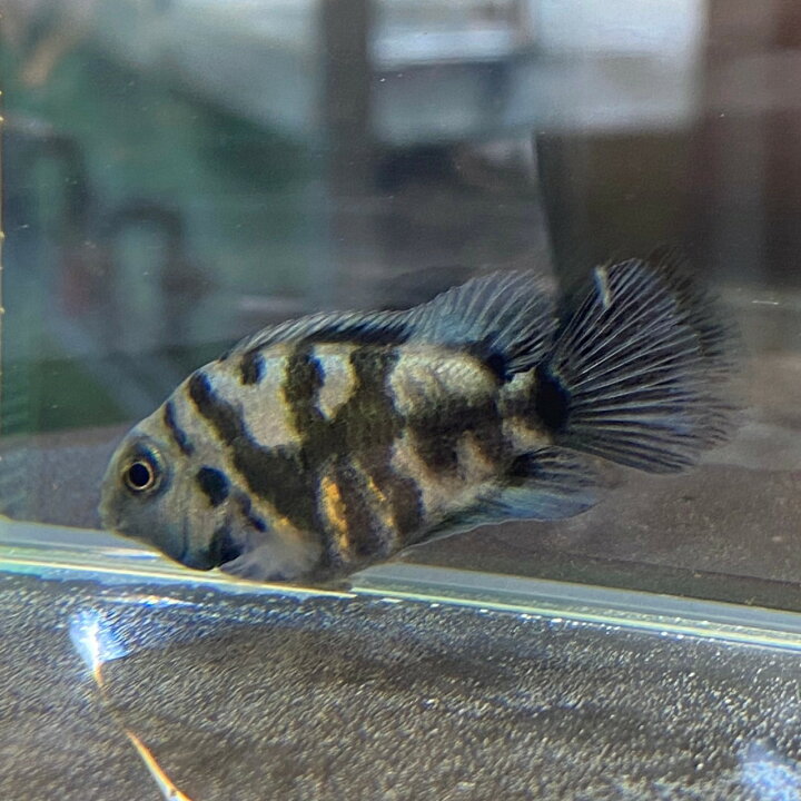 楽天市場】ブルータイガーパロット (2.5cm) (1匹) 不二熱帯魚 熱帯魚 