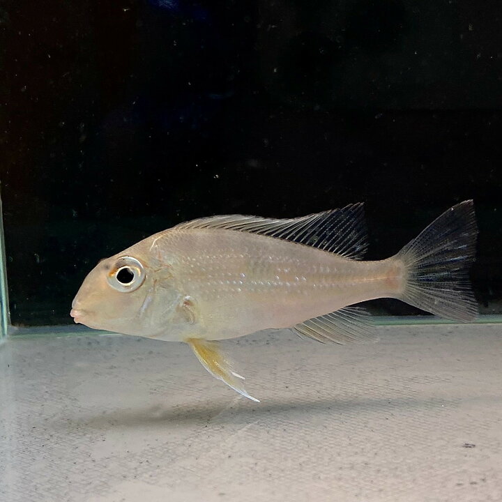 楽天市場】ゲオファーガスアバリオス (10cm±) (1匹) 不二熱帯魚 熱帯魚 