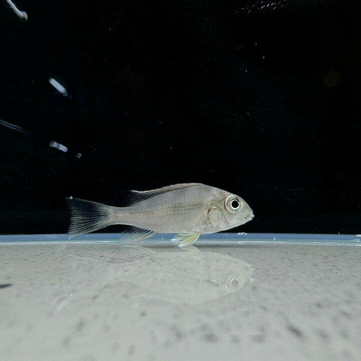 楽天市場】ゲオファーガス・ワインミレリィ (7cm±) (1匹) 不二熱帯魚 