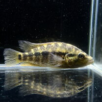 楽天市場】熱帯魚 肉食（観賞魚｜熱帯魚・アクアリウム）：ペット 