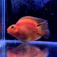 ブロードパロットパープル　Aグレード (8cm±) (1匹) 不二熱帯魚 熱帯魚 淡水魚 生体 シクリッド