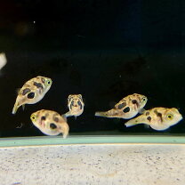 楽天市場】淡水エイ 生体（熱帯魚・アクアリウム｜ペット・ペット 