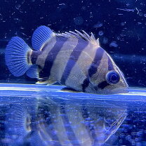 楽天市場】ダトニオ フォーバータイガー（熱帯魚・アクアリウム 