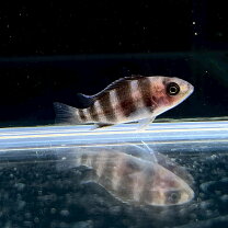 楽天市場】フロントーサ（熱帯魚・アクアリウム｜ペット・ペットグッズ 