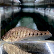 楽天市場】古代魚（熱帯魚・アクアリウム｜ペット・ペットグッズ）の通販