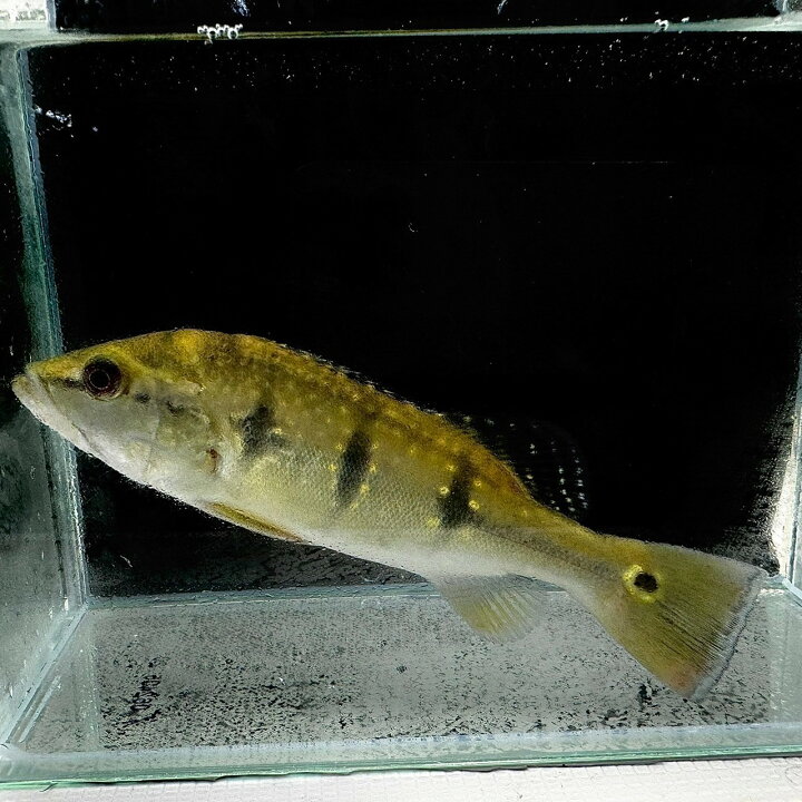 楽天市場】【死着保証あり】キクラ・オリノセンシス (15cm＋) (1匹) 不 