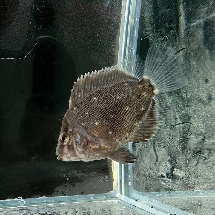 楽天市場】トライアングルシクリッド (5cm±) (1匹) 不二熱帯魚 熱帯魚 