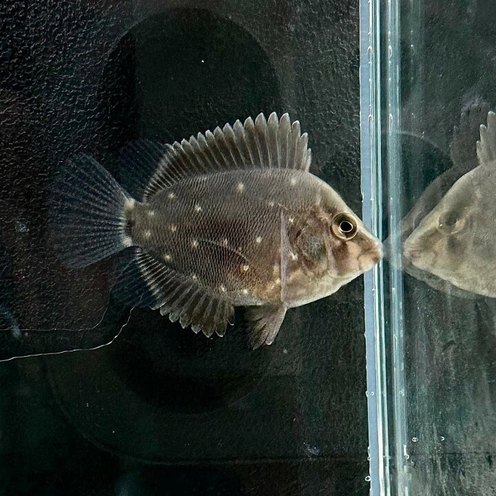 楽天市場】トライアングルシクリッド (5cm±) (1匹) 不二熱帯魚 熱帯魚 