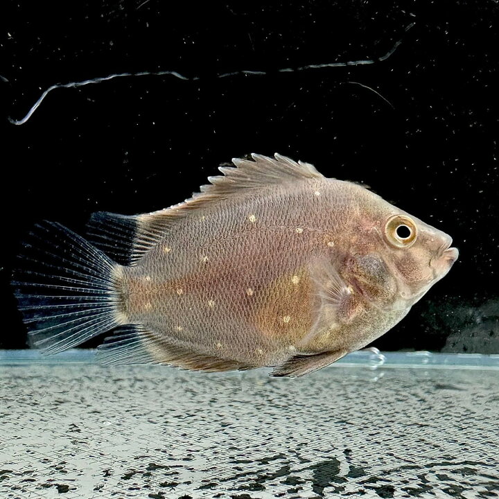 楽天市場】トライアングルシクリッド (5cm±) (1匹) 不二熱帯魚 熱帯魚 