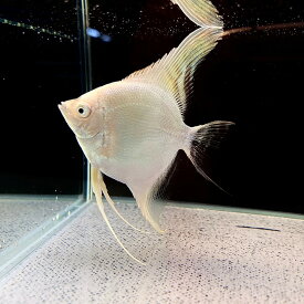 プラチナエンゼル (Mサイズ) (1匹) 不二熱帯魚 熱帯魚 淡水魚 エンゼル